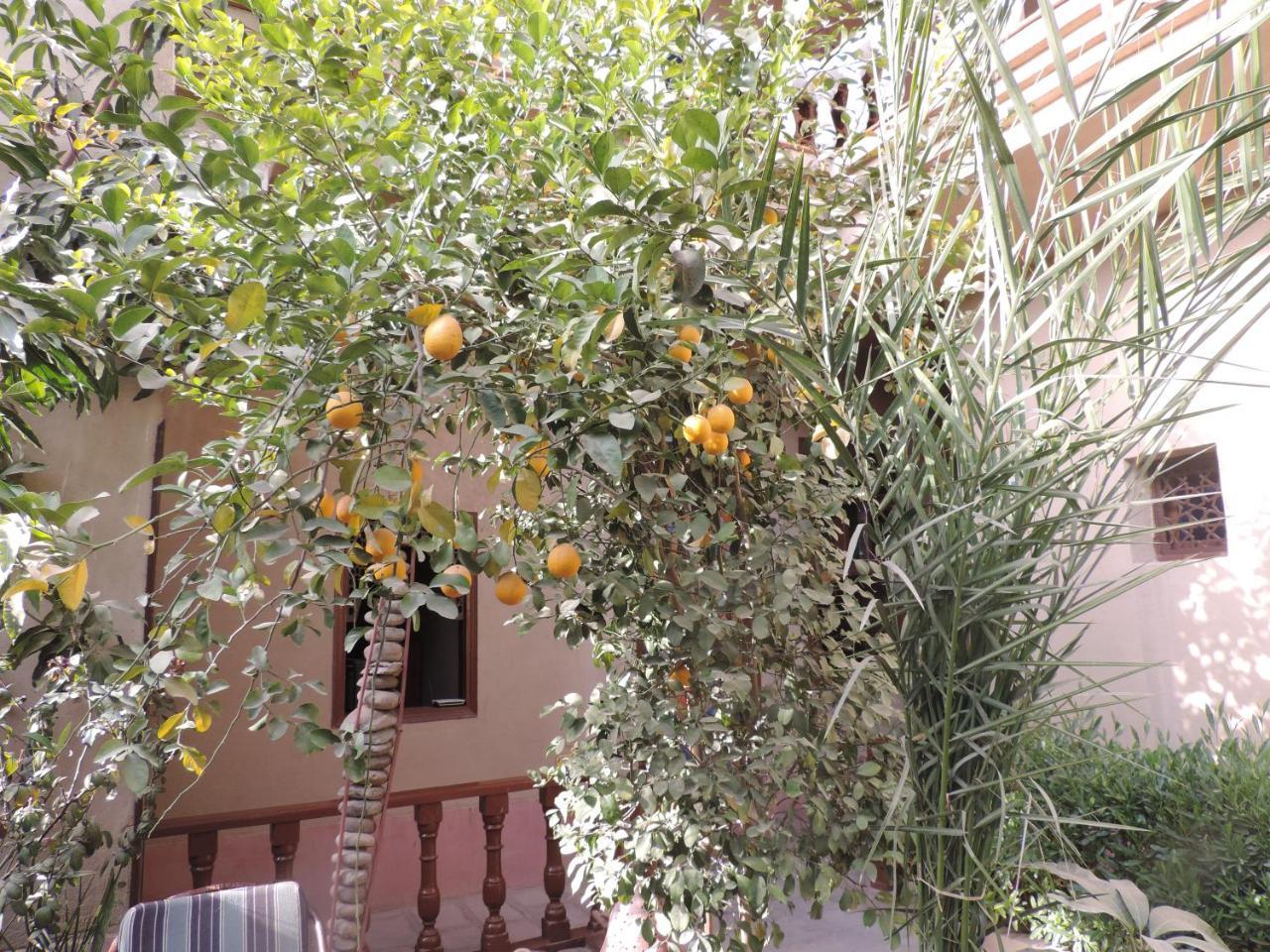 Villa Nile House Louxor Extérieur photo